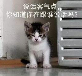 吃瓜娱乐的喵哥是谁呀,吃瓜娱乐界的神秘喵星人